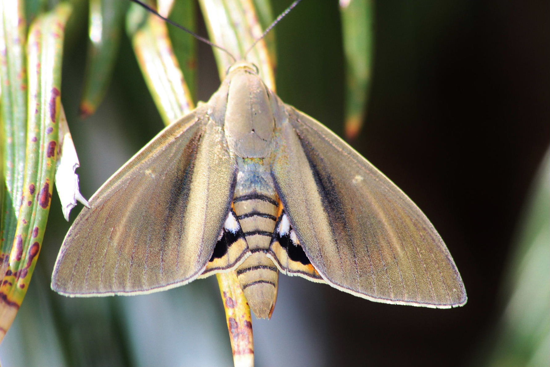 Paysandisia archonspecie aliena